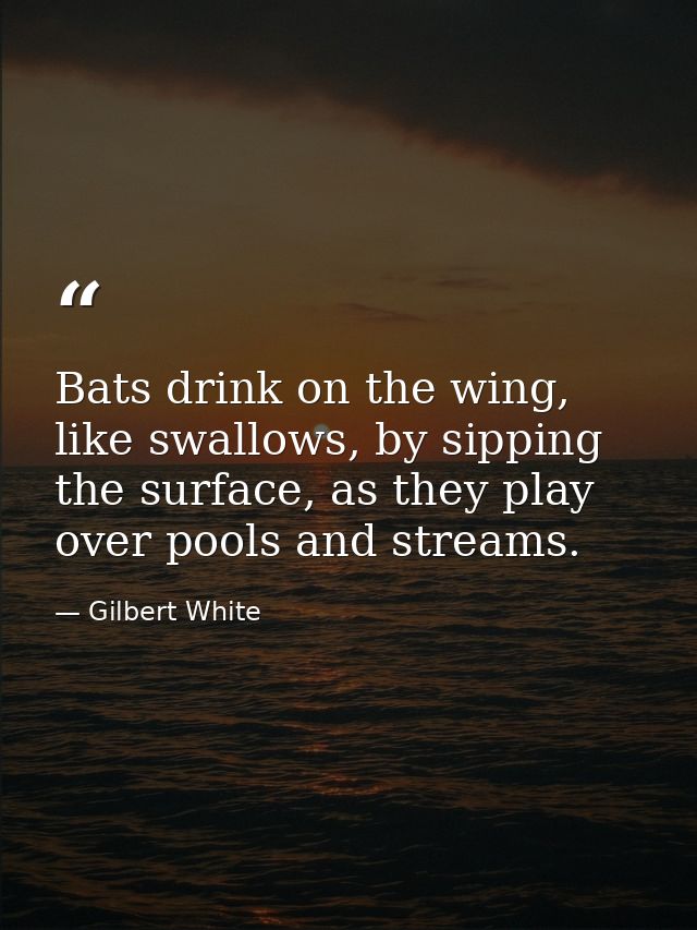 Bats drink on the wing, like swallows, by sipping the surface, as they play over pools and streams. — Gilbert White