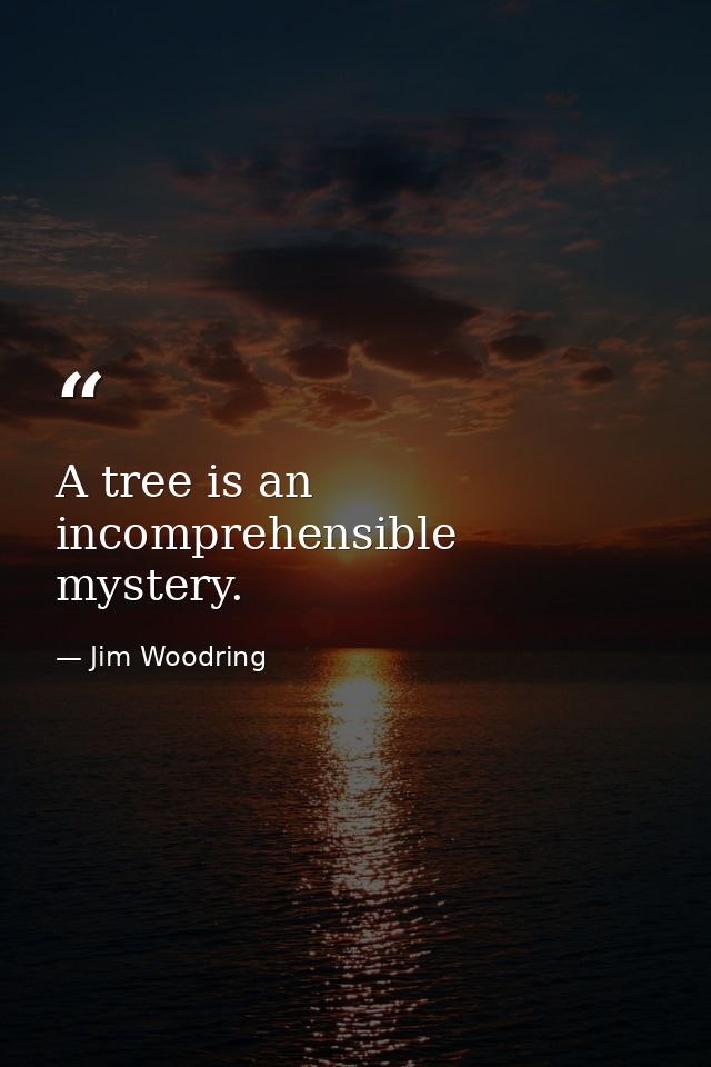 A tree is an incomprehensible mystery. — Jim Woodring