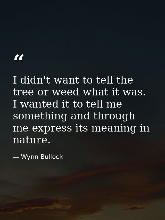 I didn't want to tell the tree or weed what it was. I wanted it to tell me something and through me express its meaning  — Wynn Bullock