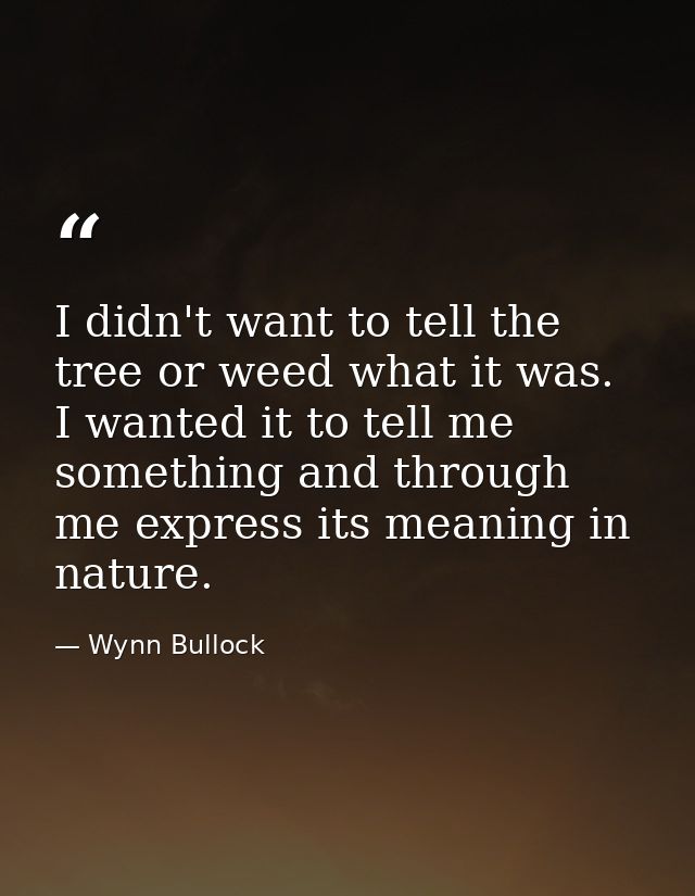 I didn't want to tell the tree or weed what it was. I wanted it to tell me something and through me express its meaning  — Wynn Bullock