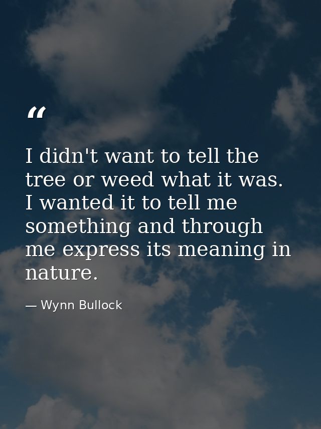 I didn't want to tell the tree or weed what it was. I wanted it to tell me something and through me express its meaning  — Wynn Bullock