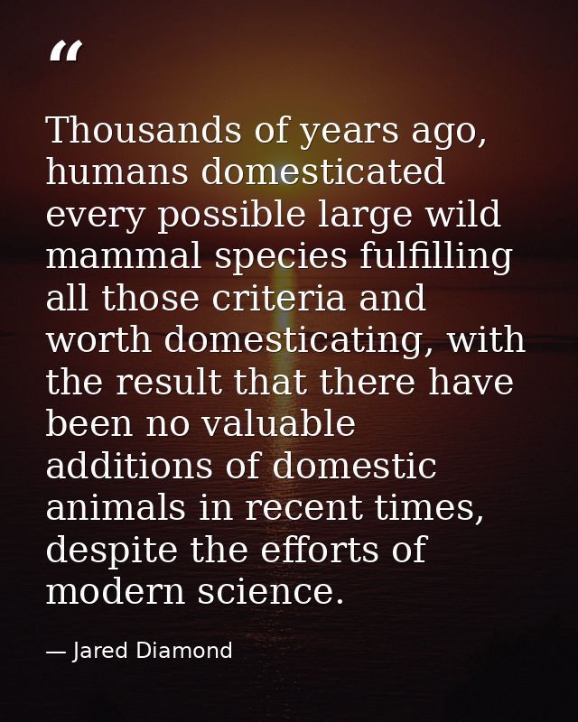 Thousands of years ago, humans domesticated every possible large wild mammal species fulfilling all those criteria and w — Jared Diamond
