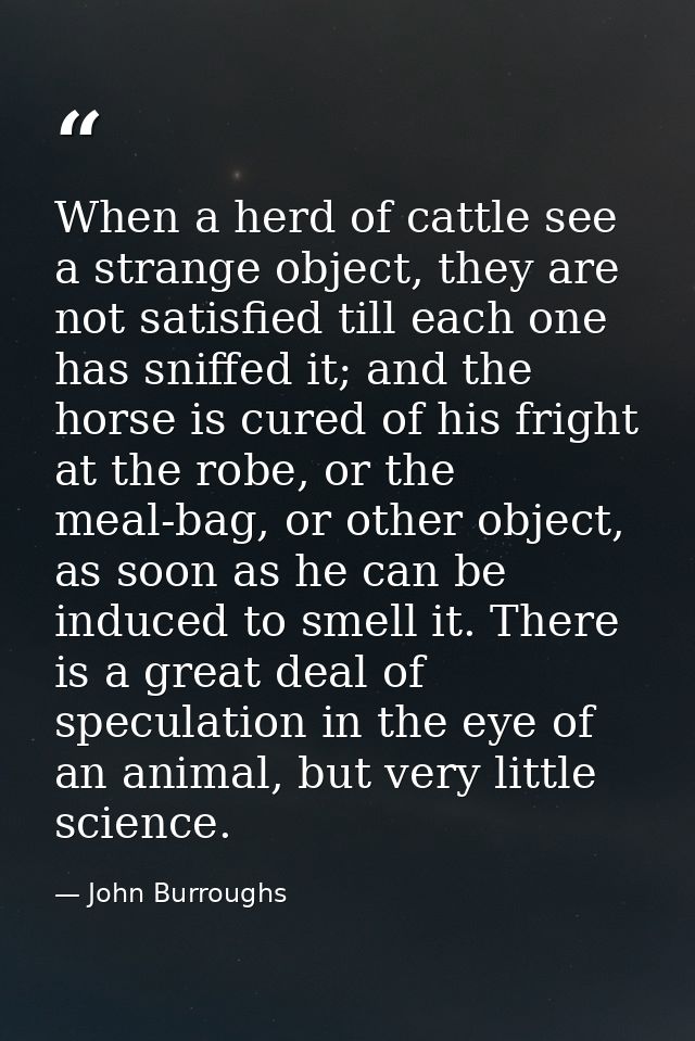 When a herd of cattle see a strange object, they are not satisfied till each one has sniffed it; and the horse is cured  — John Burroughs