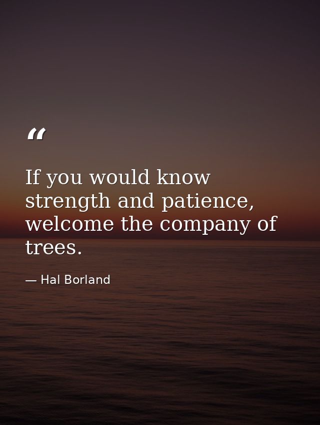 If you would know strength and patience, welcome the company of trees. — Hal Borland