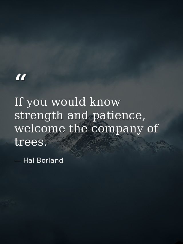 If you would know strength and patience, welcome the company of trees. — Hal Borland