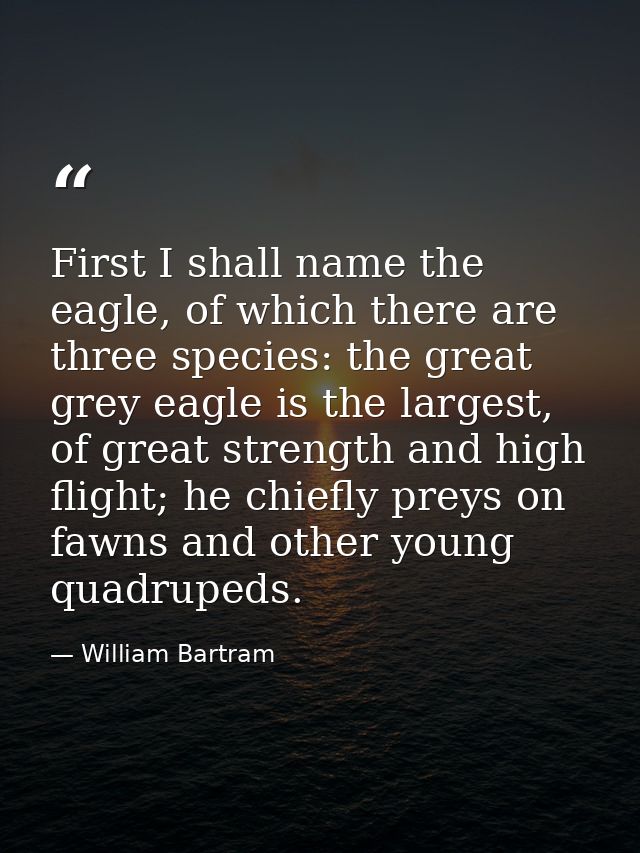 First I shall name the eagle, of which there are three species: the great grey eagle is the largest, of great strength a — William Bartram