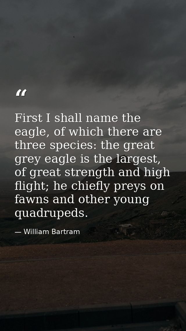 First I shall name the eagle, of which there are three species: the great grey eagle is the largest, of great strength a — William Bartram