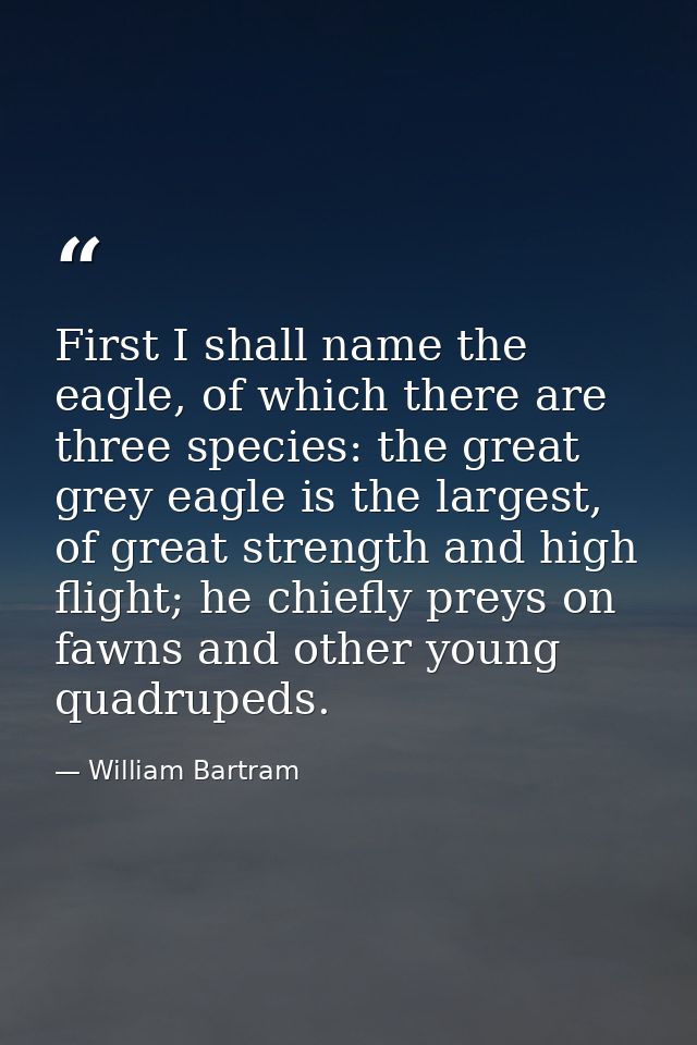 First I shall name the eagle, of which there are three species: the great grey eagle is the largest, of great strength a — William Bartram