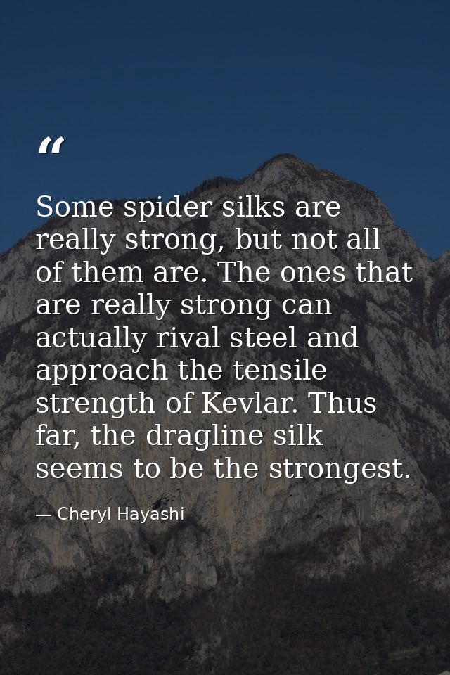 Some spider silks are really strong, but not all of them are. The ones that are really strong can actually rival steel a — Cheryl Hayashi