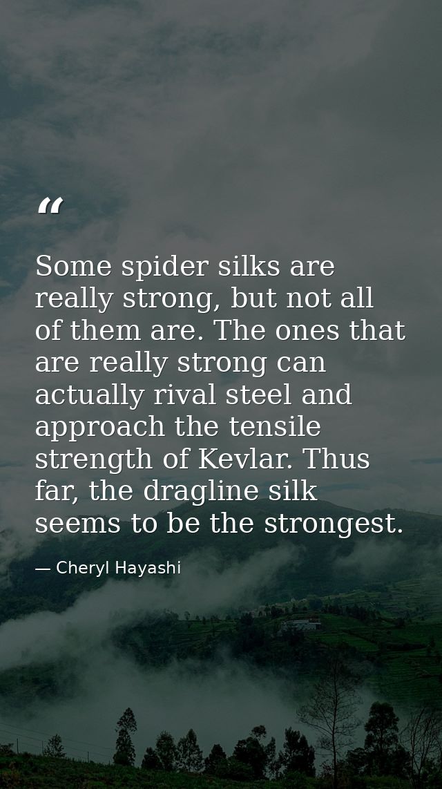 Some spider silks are really strong, but not all of them are. The ones that are really strong can actually rival steel a — Cheryl Hayashi