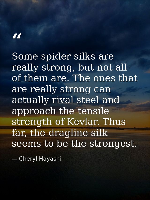 Some spider silks are really strong, but not all of them are. The ones that are really strong can actually rival steel a — Cheryl Hayashi