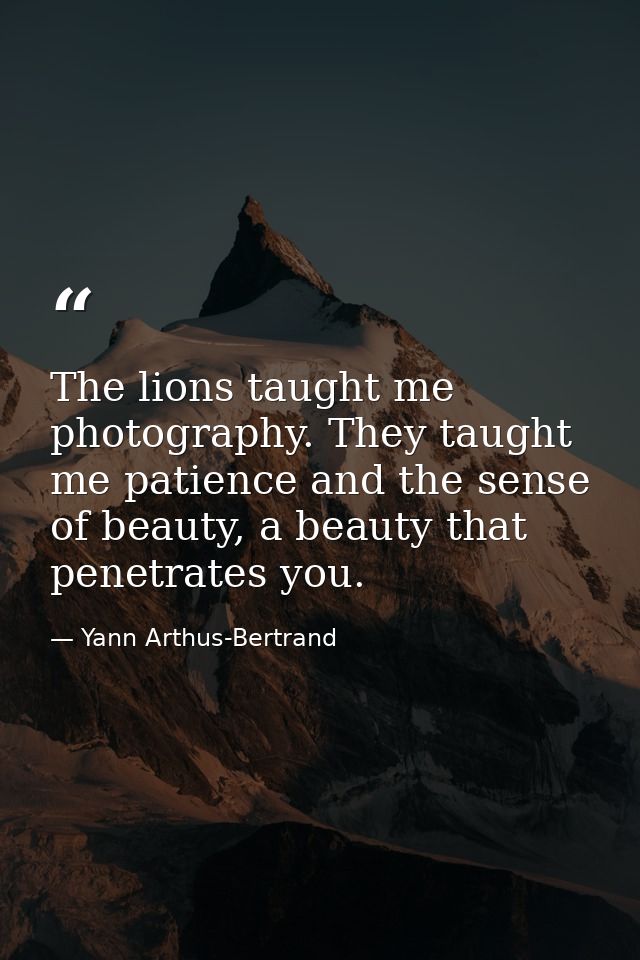 The lions taught me photography. They taught me patience and the sense of beauty, a beauty that penetrates you. — Yann Arthus-Bertrand