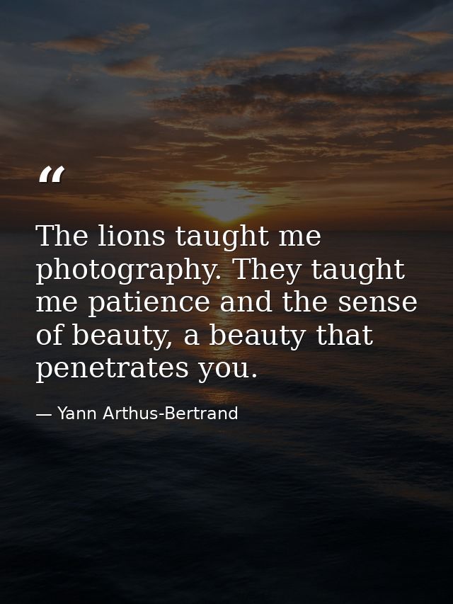 The lions taught me photography. They taught me patience and the sense of beauty, a beauty that penetrates you. — Yann Arthus-Bertrand