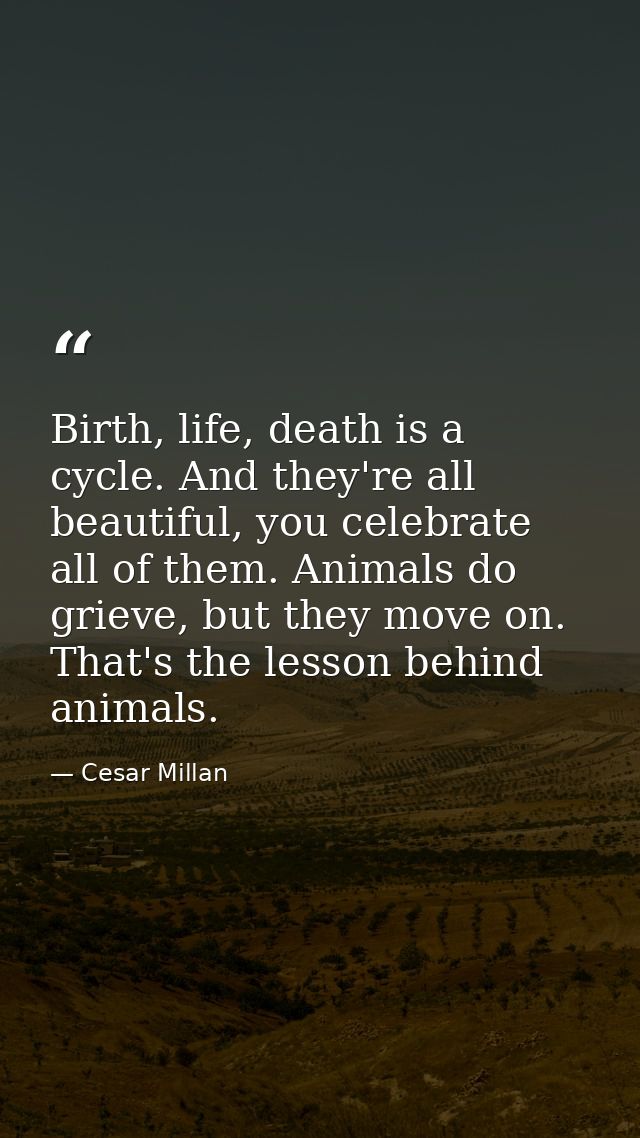 Birth, life, death is a cycle. And they're all beautiful, you celebrate all of them. Animals do grieve, but they move on — Cesar Millan