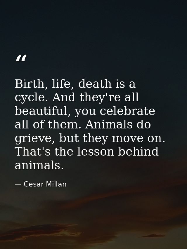 Birth, life, death is a cycle. And they're all beautiful, you celebrate all of them. Animals do grieve, but they move on — Cesar Millan