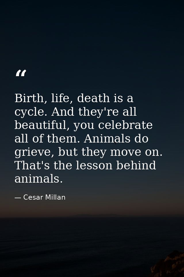 Birth, life, death is a cycle. And they're all beautiful, you celebrate all of them. Animals do grieve, but they move on — Cesar Millan