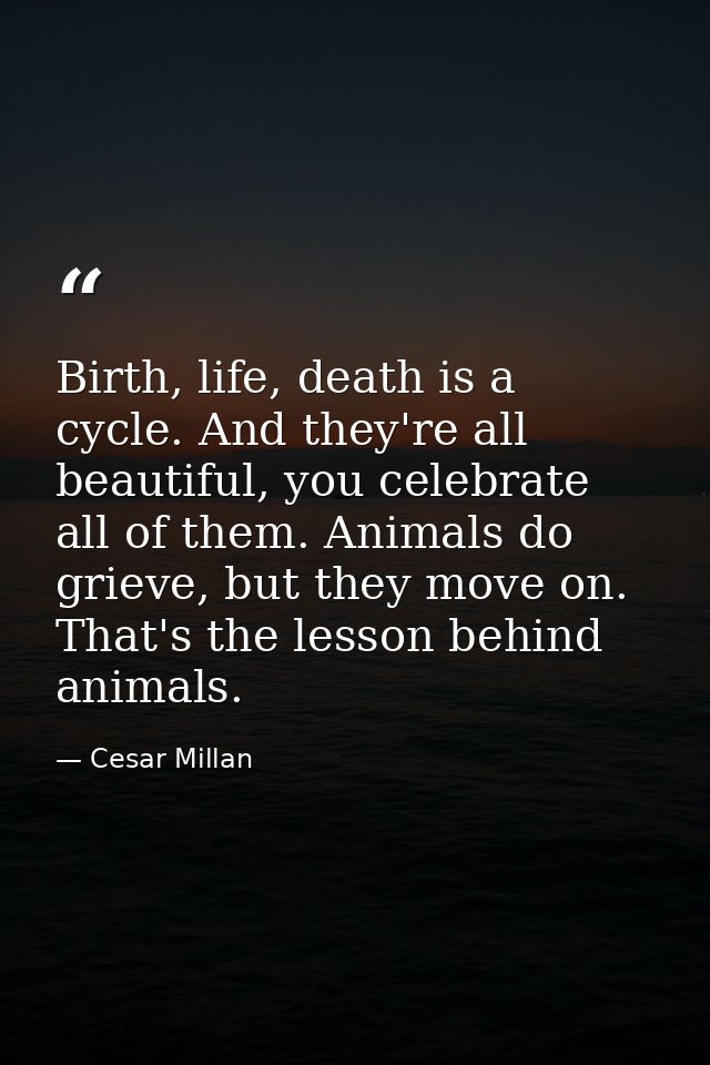 Birth, life, death is a cycle. And they're all beautiful, you celebrate all of them. Animals do grieve, but they move on — Cesar Millan