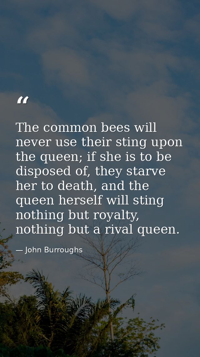 The common bees will never use their sting upon the queen; if she is to be disposed of, they starve her to death, and th — John Burroughs