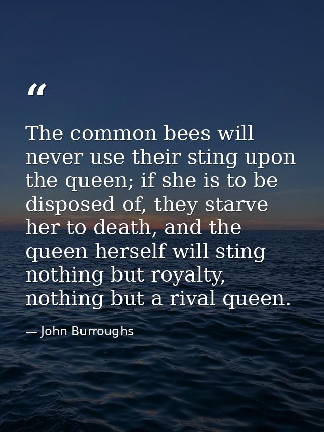 The common bees will never use their sting upon the queen; if she is to be disposed of, they starve her to death, and th — John Burroughs