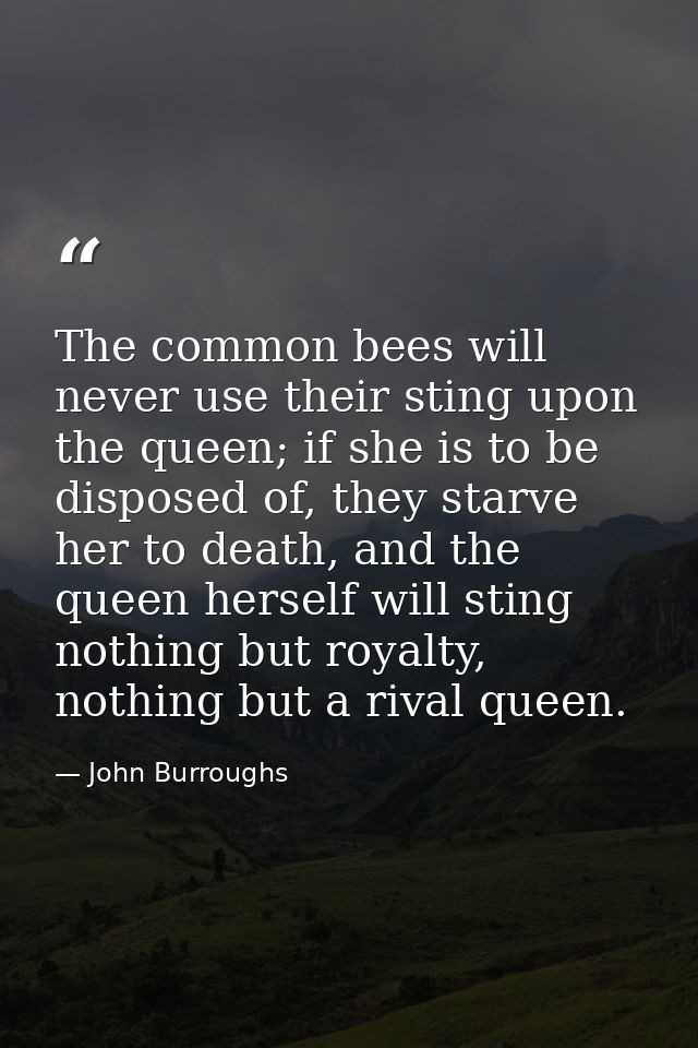 The common bees will never use their sting upon the queen; if she is to be disposed of, they starve her to death, and th — John Burroughs