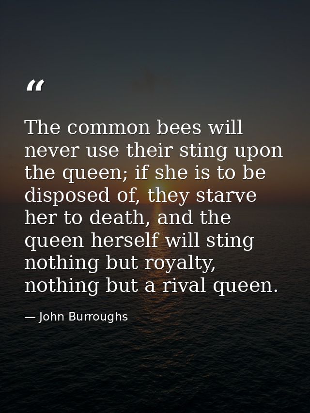 The common bees will never use their sting upon the queen; if she is to be disposed of, they starve her to death, and th — John Burroughs