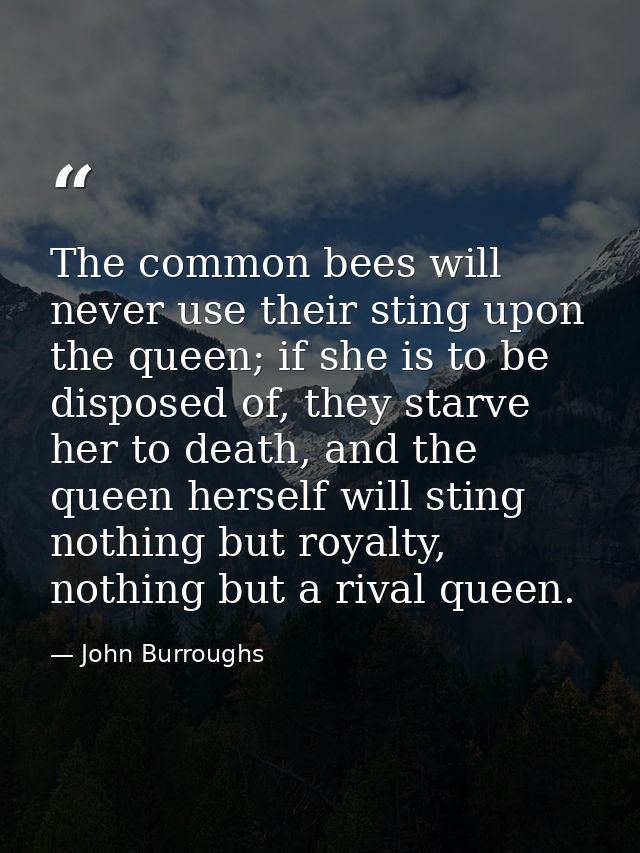 The common bees will never use their sting upon the queen; if she is to be disposed of, they starve her to death, and th — John Burroughs