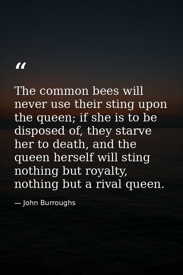 The common bees will never use their sting upon the queen; if she is to be disposed of, they starve her to death, and th — John Burroughs