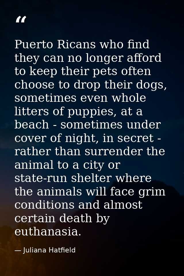 Puerto Ricans who find they can no longer afford to keep their pets often choose to drop their dogs, sometimes even whol — Juliana Hatfield