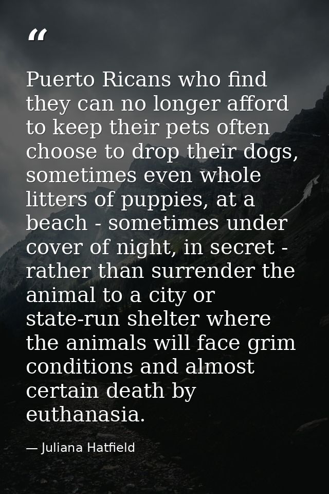 Puerto Ricans who find they can no longer afford to keep their pets often choose to drop their dogs, sometimes even whol — Juliana Hatfield