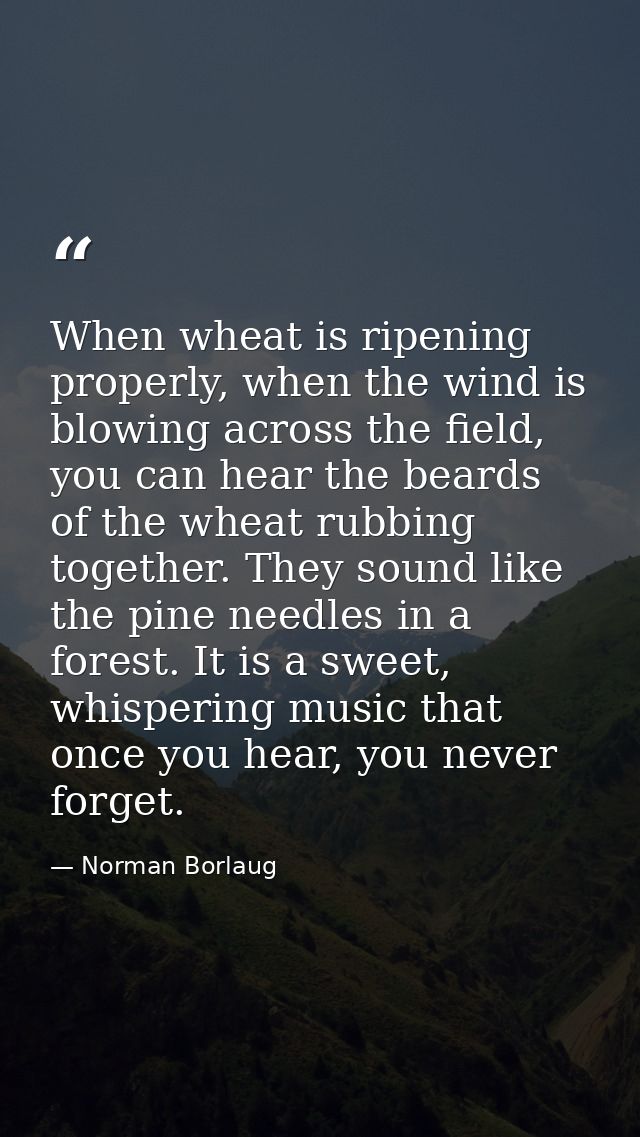 When wheat is ripening properly, when the wind is blowing across the field, you can hear the beards of the wheat rubbing — Norman Borlaug
