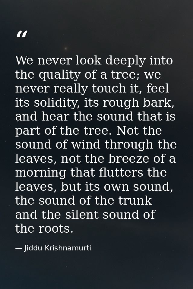 We never look deeply into the quality of a tree; we never really touch it, feel its solidity, its rough bark, and hear t — Jiddu Krishnamurti