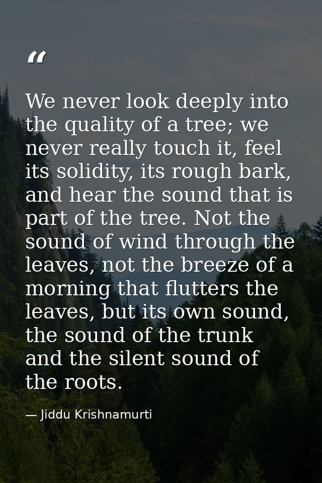 We never look deeply into the quality of a tree; we never really touch it, feel its solidity, its rough bark, and hear t — Jiddu Krishnamurti