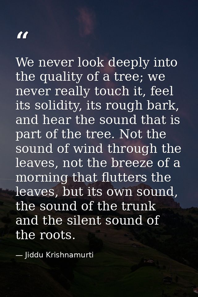 We never look deeply into the quality of a tree; we never really touch it, feel its solidity, its rough bark, and hear t — Jiddu Krishnamurti