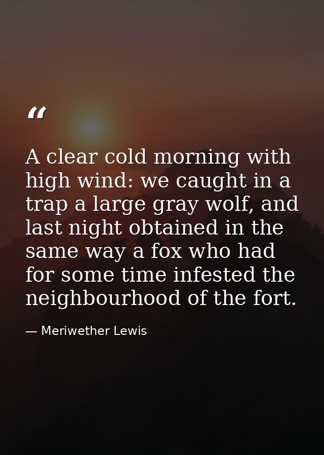 A clear cold morning with high wind: we caught in a trap a large gray wolf, and last night obtained in the same way a fo — Meriwether Lewis