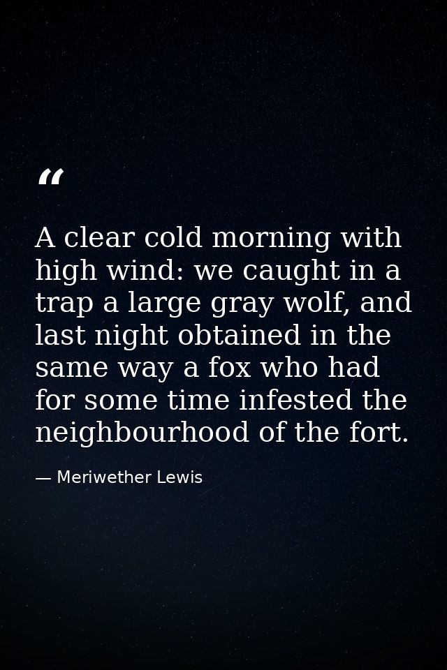A clear cold morning with high wind: we caught in a trap a large gray wolf, and last night obtained in the same way a fo — Meriwether Lewis