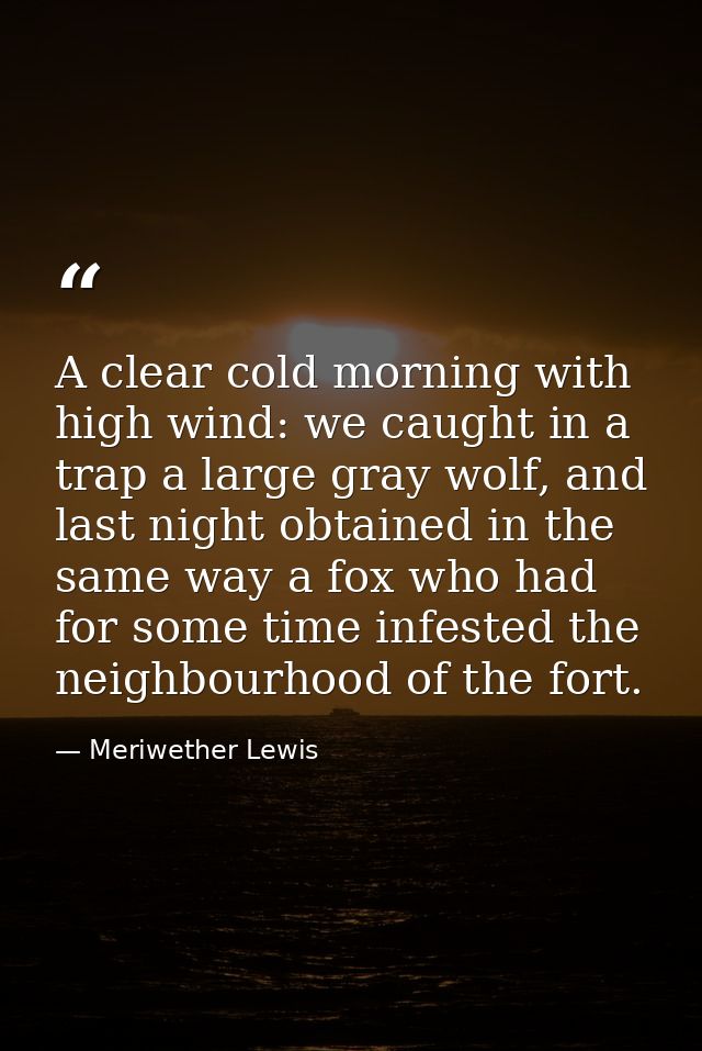 A clear cold morning with high wind: we caught in a trap a large gray wolf, and last night obtained in the same way a fo — Meriwether Lewis