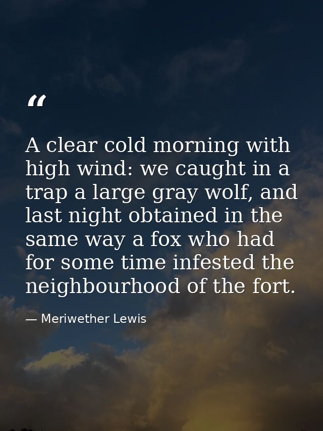 A clear cold morning with high wind: we caught in a trap a large gray wolf, and last night obtained in the same way a fo — Meriwether Lewis