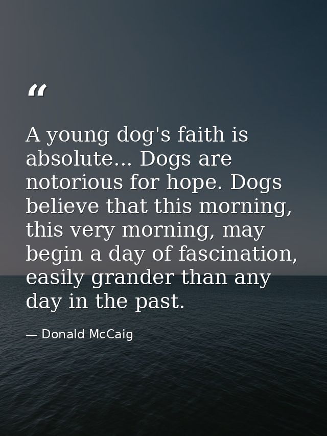 A young dog's faith is absolute... Dogs are notorious for hope. Dogs believe that this morning, this very morning, may b — Donald McCaig