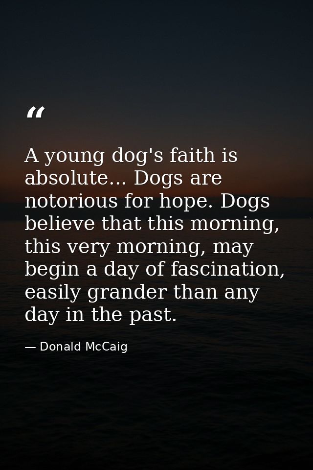 A young dog's faith is absolute... Dogs are notorious for hope. Dogs believe that this morning, this very morning, may b — Donald McCaig