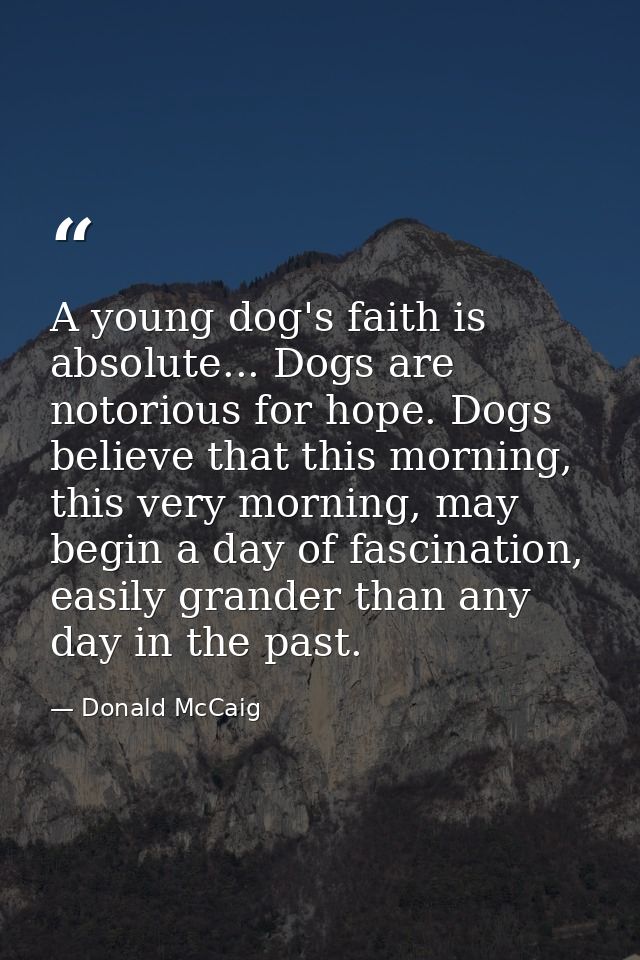 A young dog's faith is absolute... Dogs are notorious for hope. Dogs believe that this morning, this very morning, may b — Donald McCaig