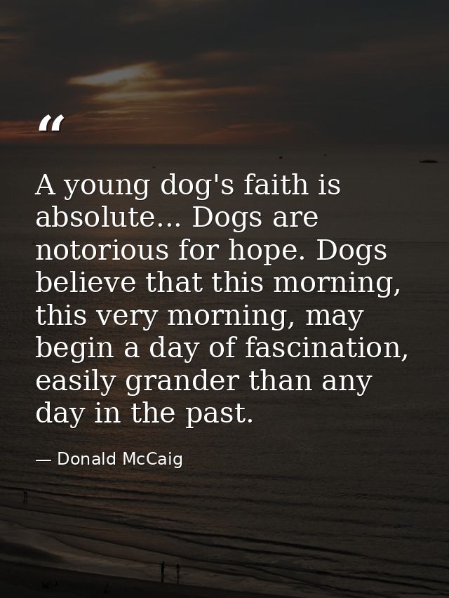 A young dog's faith is absolute... Dogs are notorious for hope. Dogs believe that this morning, this very morning, may b — Donald McCaig