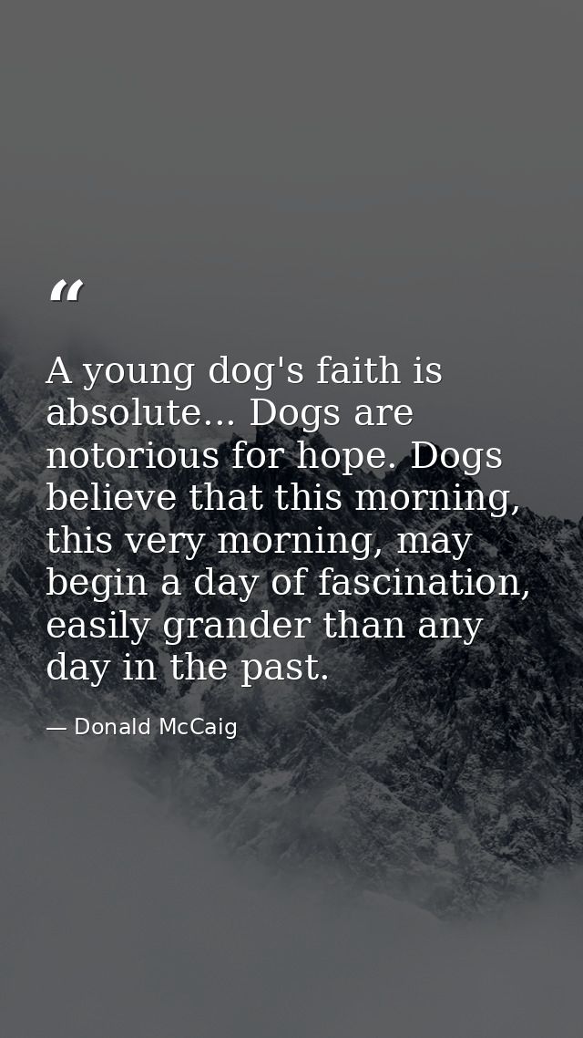 A young dog's faith is absolute... Dogs are notorious for hope. Dogs believe that this morning, this very morning, may b — Donald McCaig