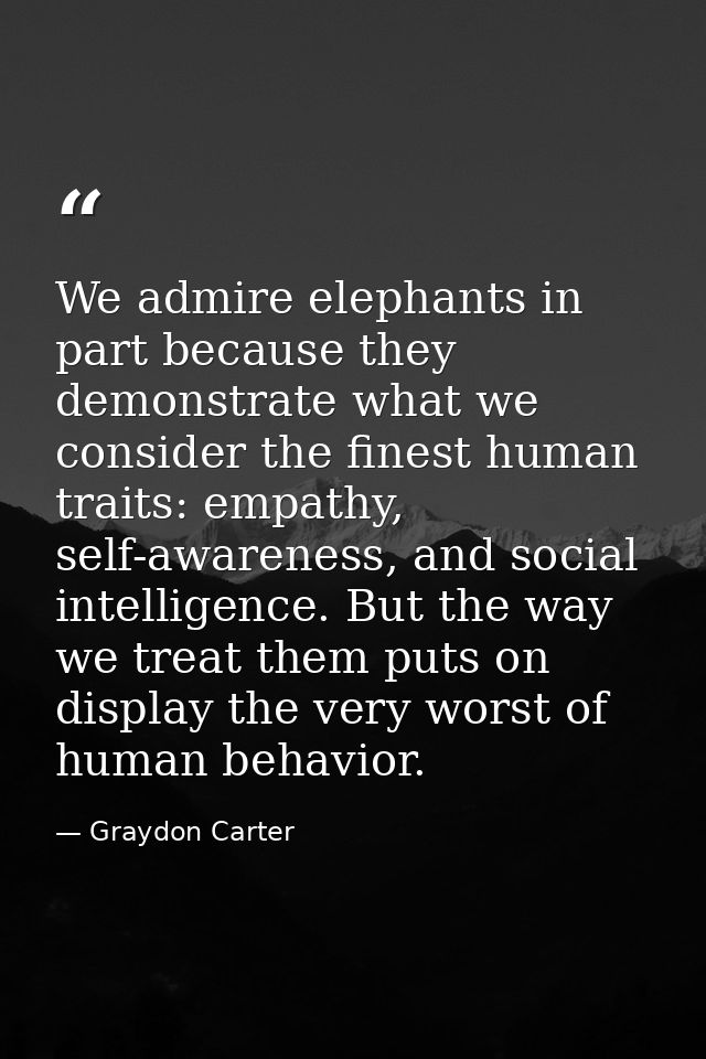 We admire elephants in part because they demonstrate what we consider the finest human traits: empathy, self-awareness,  — Graydon Carter