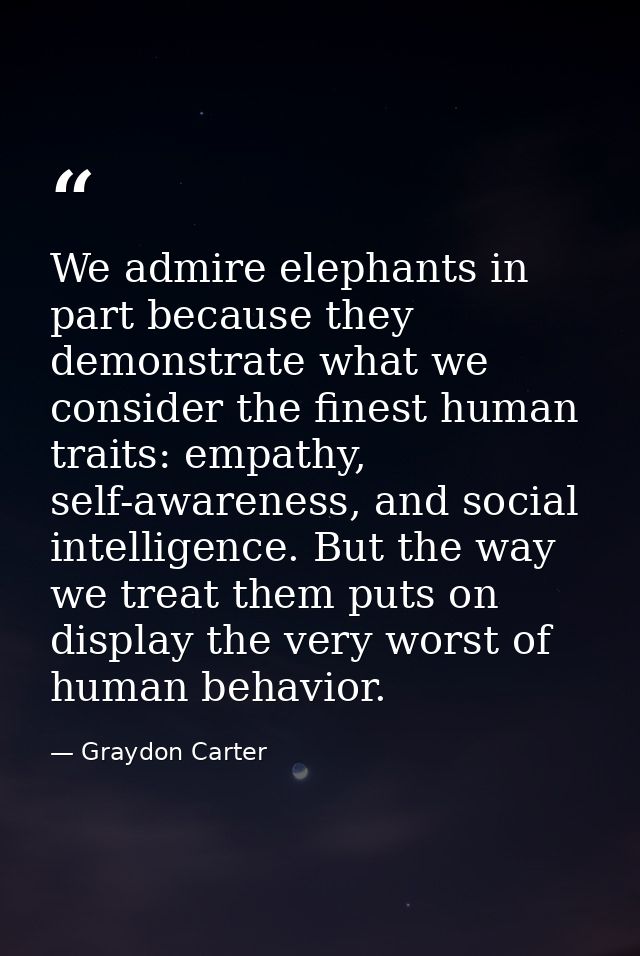 We admire elephants in part because they demonstrate what we consider the finest human traits: empathy, self-awareness,  — Graydon Carter