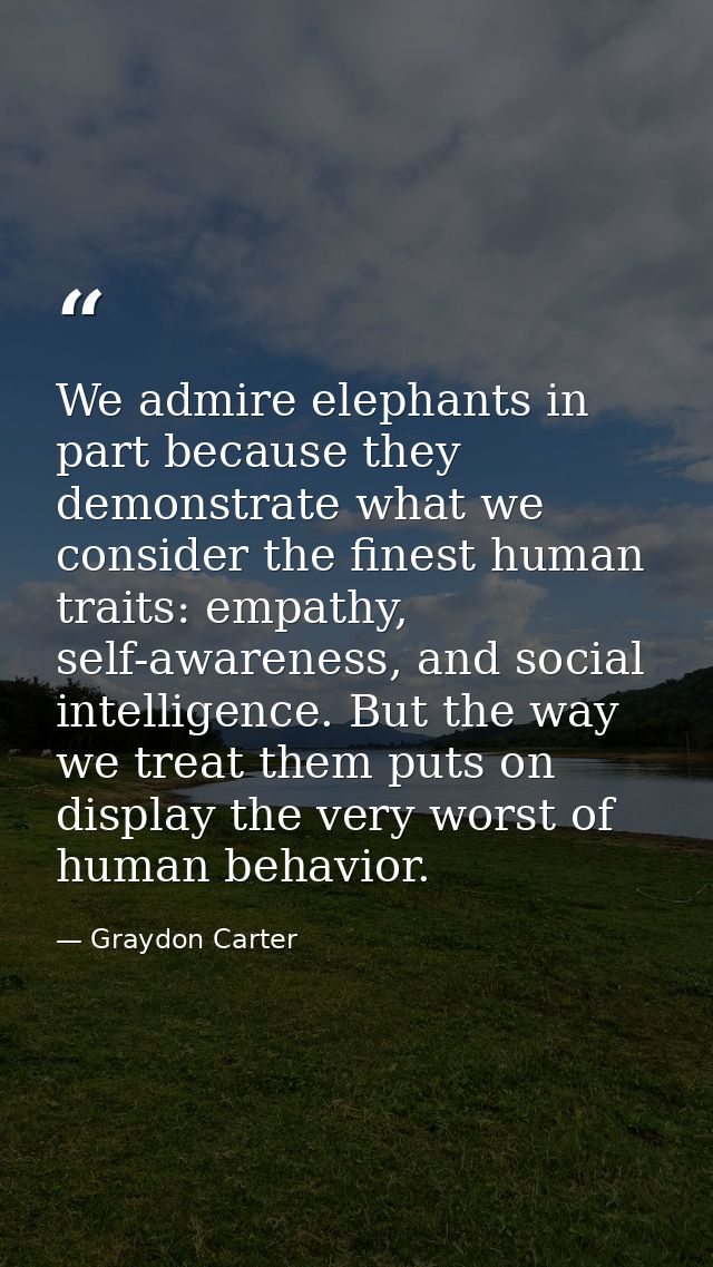 We admire elephants in part because they demonstrate what we consider the finest human traits: empathy, self-awareness,  — Graydon Carter