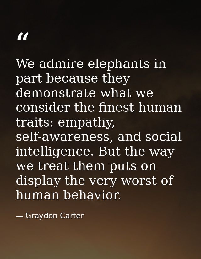 We admire elephants in part because they demonstrate what we consider the finest human traits: empathy, self-awareness,  — Graydon Carter