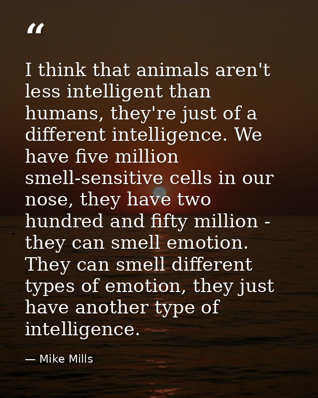 I think that animals aren't less intelligent than humans, they're just of a different intelligence. We have five million — Mike Mills