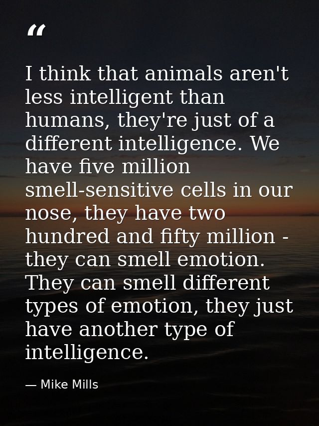 I think that animals aren't less intelligent than humans, they're just of a different intelligence. We have five million — Mike Mills