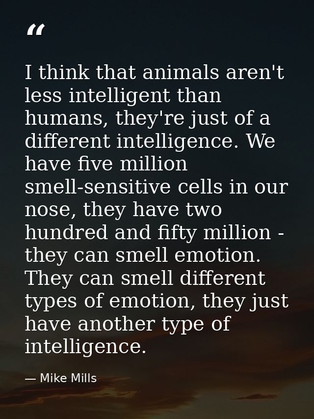 I think that animals aren't less intelligent than humans, they're just of a different intelligence. We have five million — Mike Mills