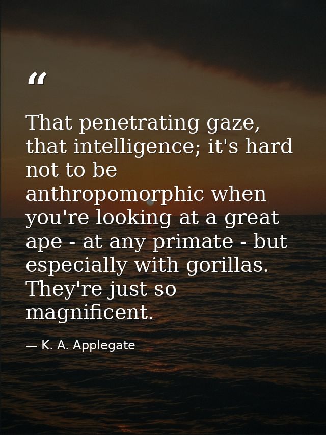 That penetrating gaze, that intelligence; it's hard not to be anthropomorphic when you're looking at a great ape - at an — K. A. Applegate